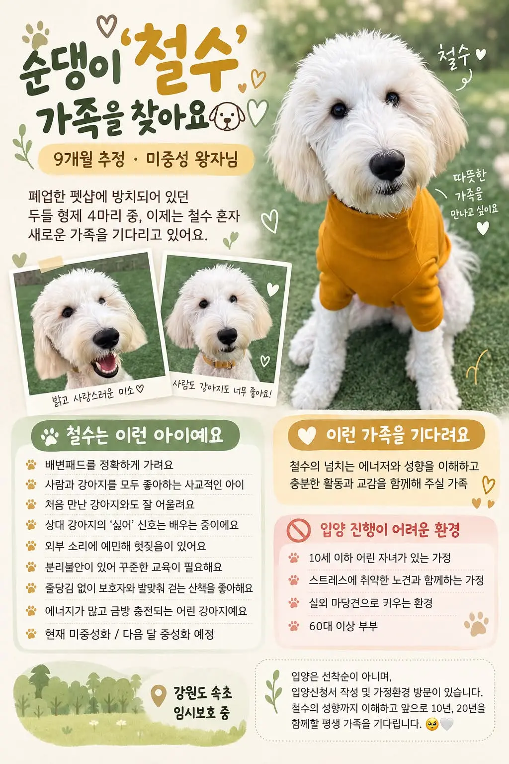 강원 속초에서 임시보호 중인 9개월 푸들 철수, 평생 가족을 찾습니다 (4)