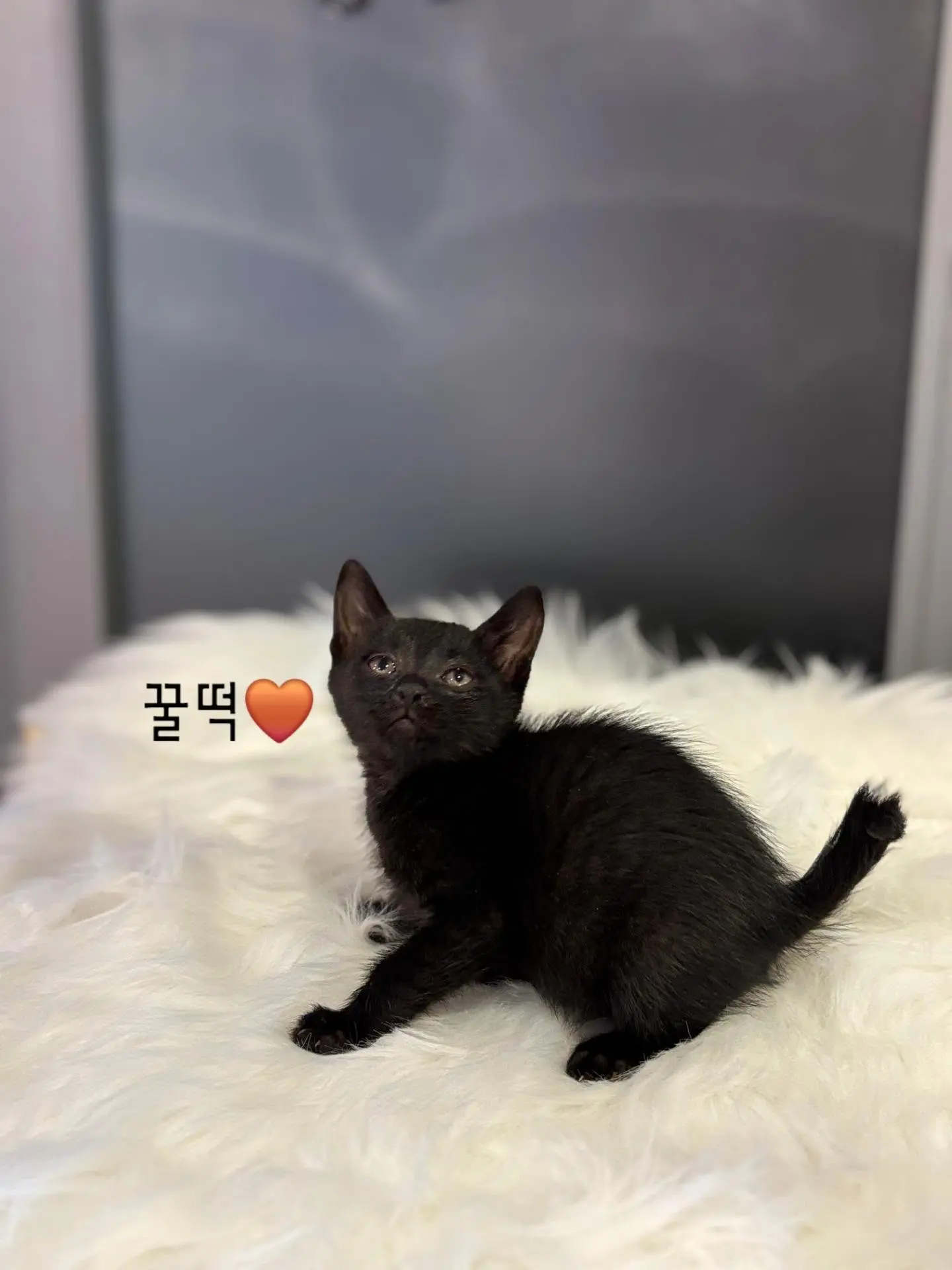 동부유기동물보호센터의 검은 고양이 찰떡·콩떡·꿀떡·모찌, 집사님을 찾습니다 (2)