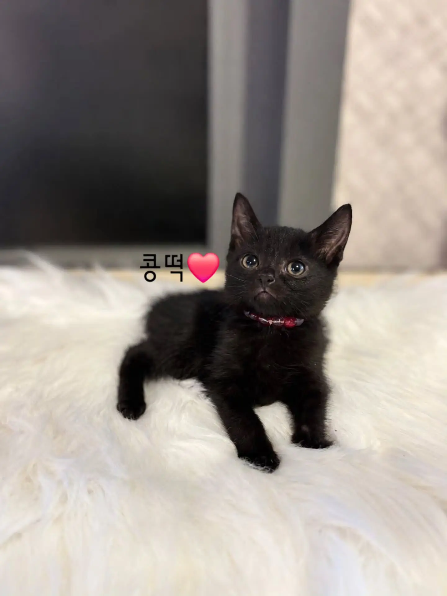 동부유기동물보호센터의 검은 고양이 찰떡·콩떡·꿀떡·모찌, 집사님을 찾습니다 (3)