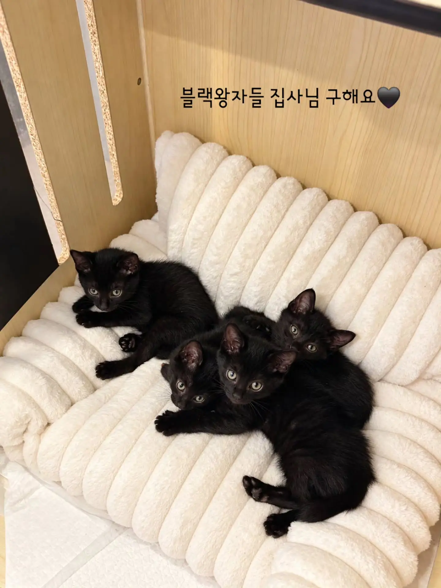 동부유기동물보호센터의 검은 고양이 찰떡·콩떡·꿀떡·모찌, 집사님을 찾습니다 (5)