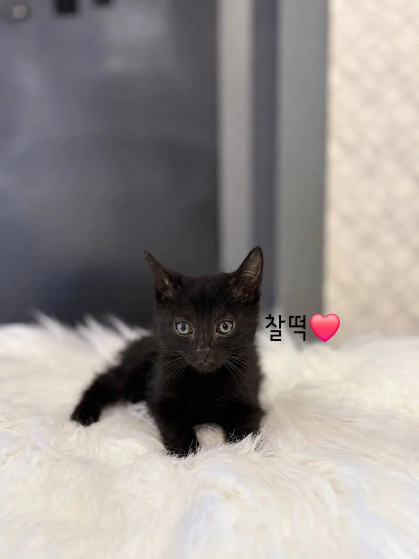 동부유기동물보호센터의 검은 고양이 찰떡·콩떡·꿀떡·모찌, 집사님을 찾습니다 (6)