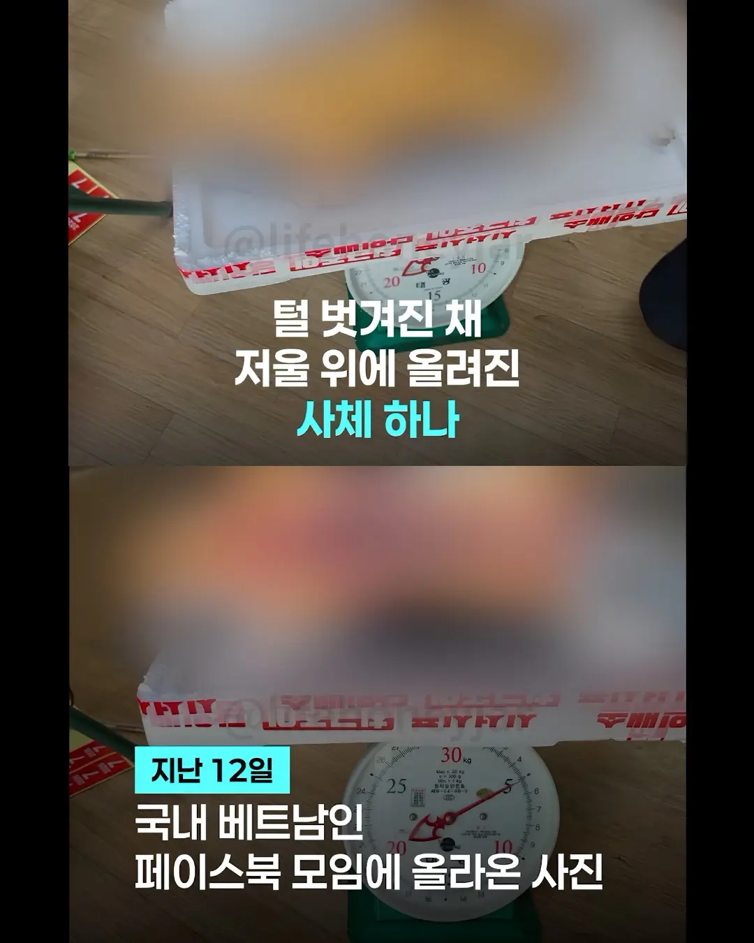 한국에서 고양이를 도축해서 고기를 판매중인 베트남인 이라네요 (2)