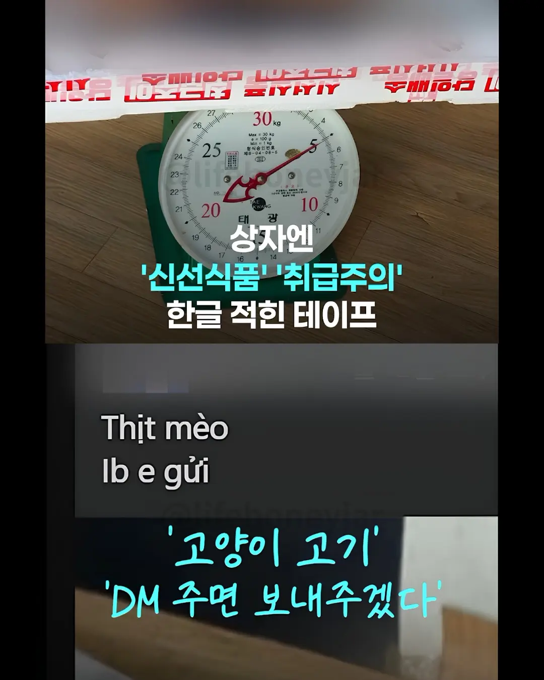 한국에서 고양이를 도축해서 고기를 판매중인 베트남인 이라네요 (3)