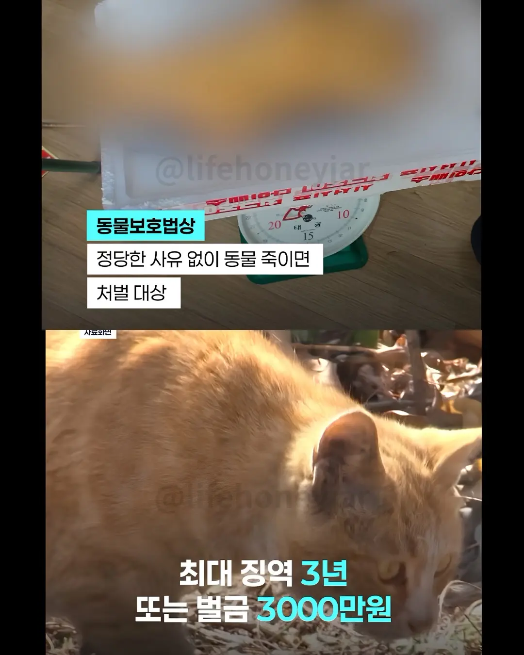 한국에서 고양이를 도축해서 고기를 판매중인 베트남인 이라네요 (4)