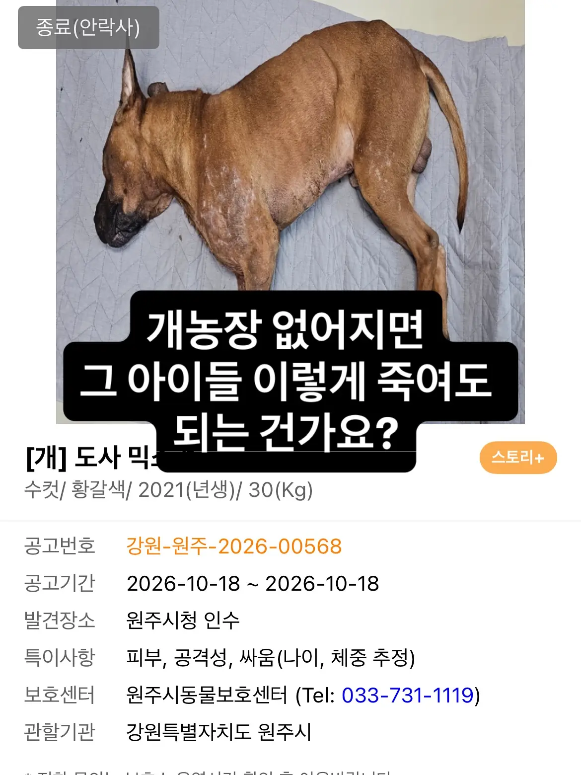 개농장에서 구조된 원주 도사 믹스견들, 단체로 안락사된 것 같아요