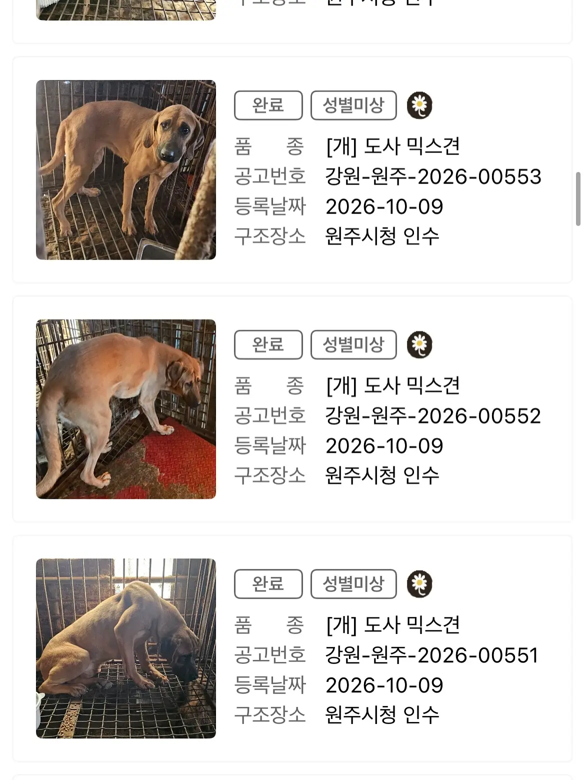 개농장에서 구조된 원주 도사 믹스견들, 단체로 안락사된 것 같아요 (2)