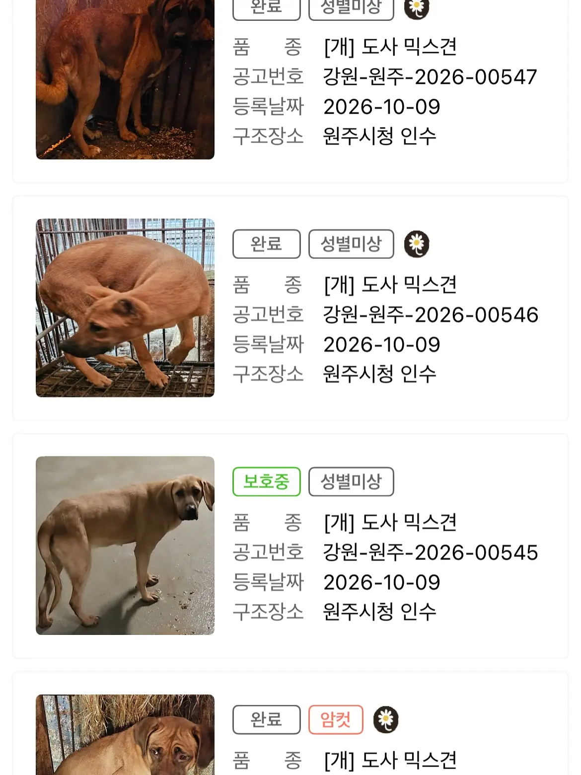 개농장에서 구조된 원주 도사 믹스견들, 단체로 안락사된 것 같아요 (3)