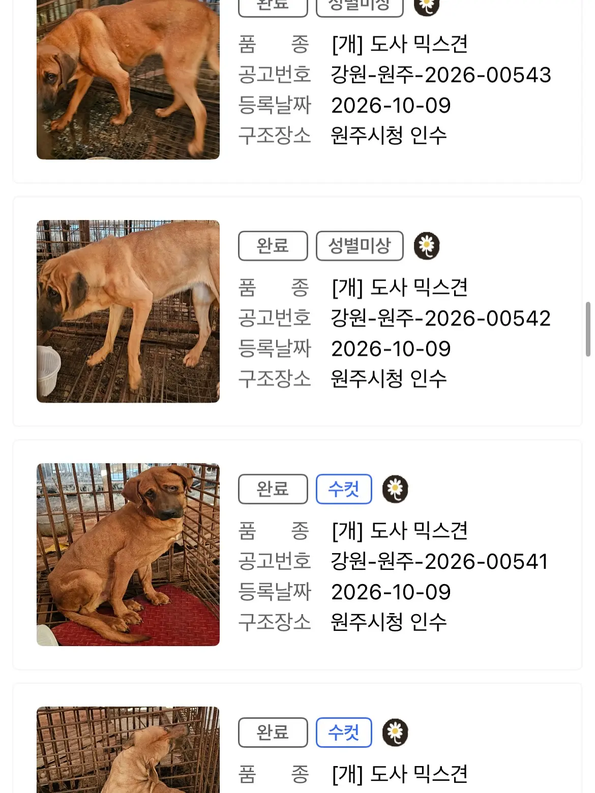 개농장에서 구조된 원주 도사 믹스견들, 단체로 안락사된 것 같아요 (4)