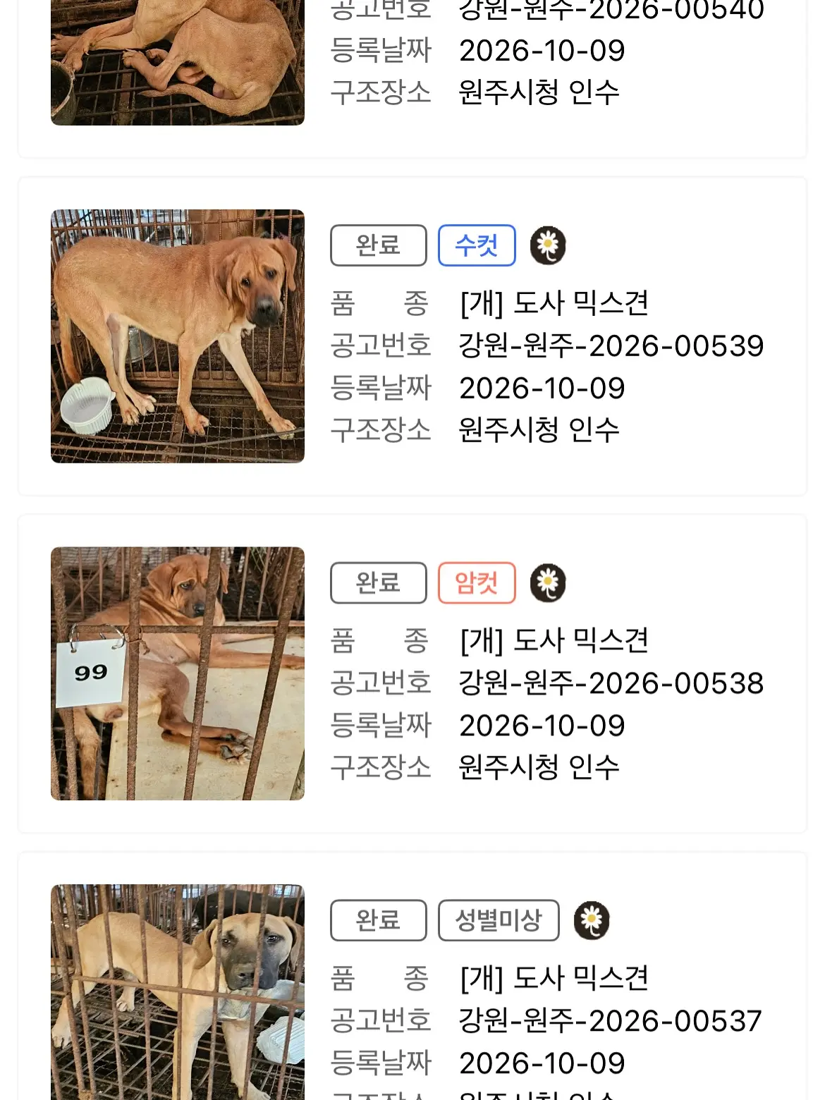 개농장에서 구조된 원주 도사 믹스견들, 단체로 안락사된 것 같아요 (5)