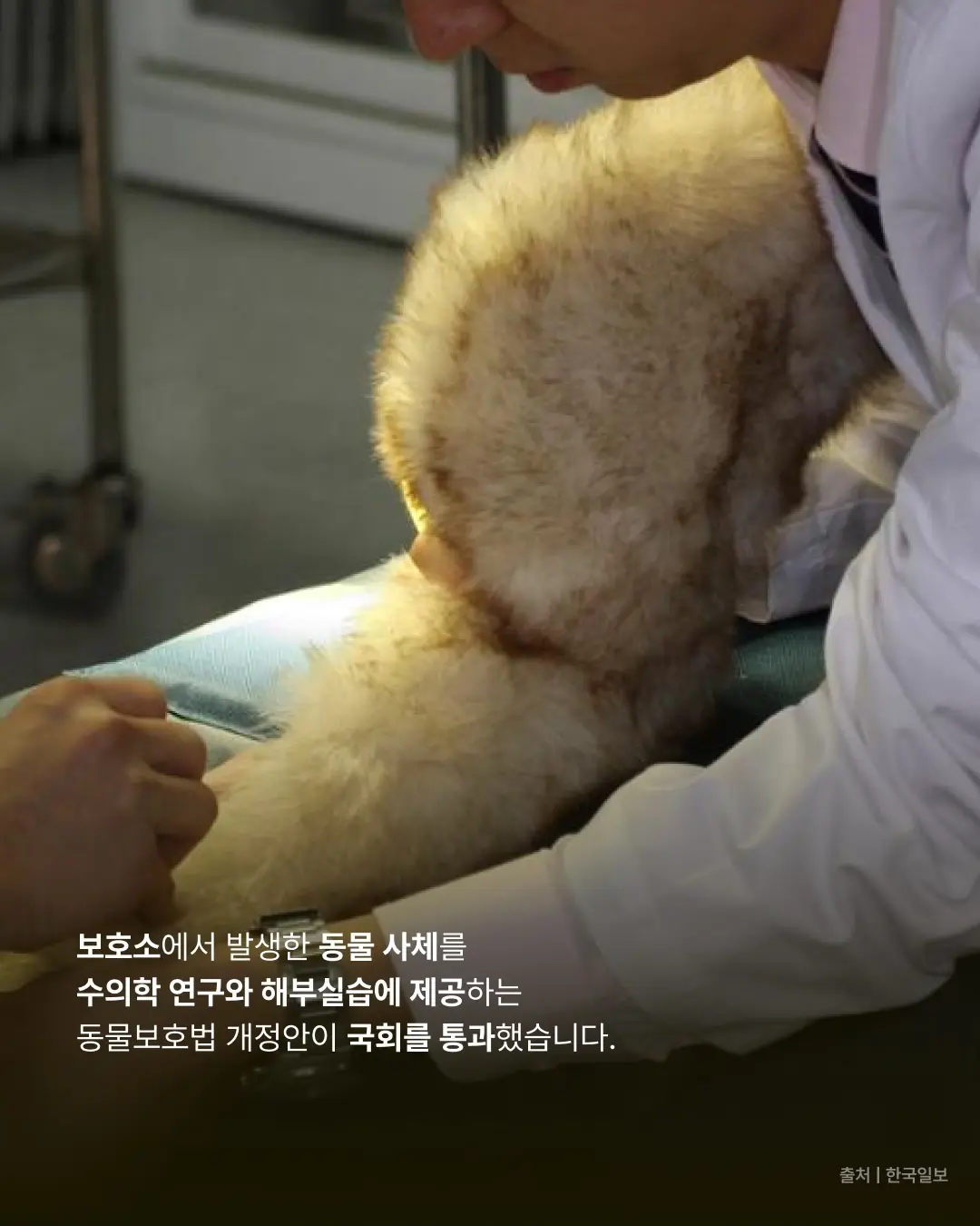 보호소에서 숨진 유기동물, 해부실습에 사용된다고? (2)