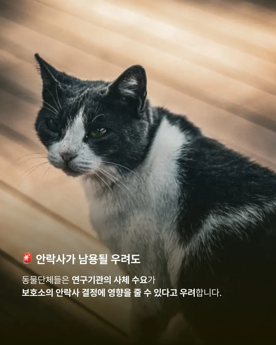 보호소에서 숨진 유기동물, 해부실습에 사용된다고? (3)