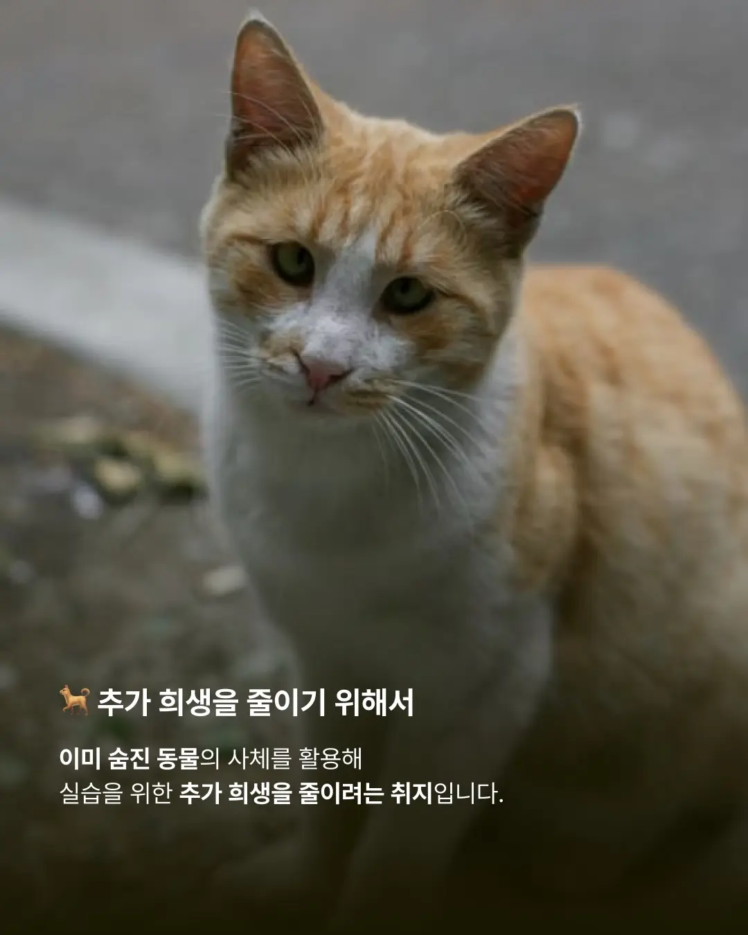 보호소에서 숨진 유기동물, 해부실습에 사용된다고? (4)