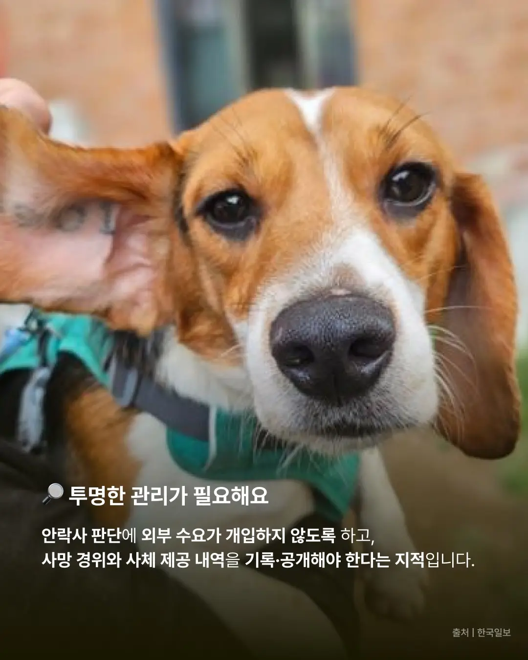 보호소에서 숨진 유기동물, 해부실습에 사용된다고? (5)