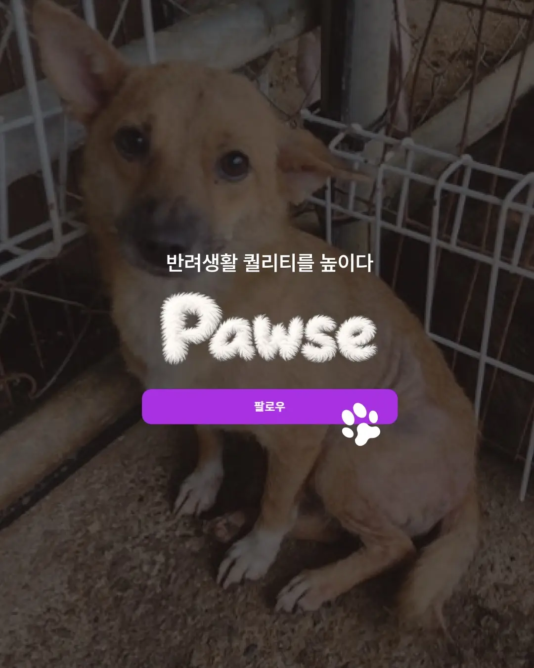 보호소에서 숨진 유기동물, 해부실습에 사용된다고? (6)