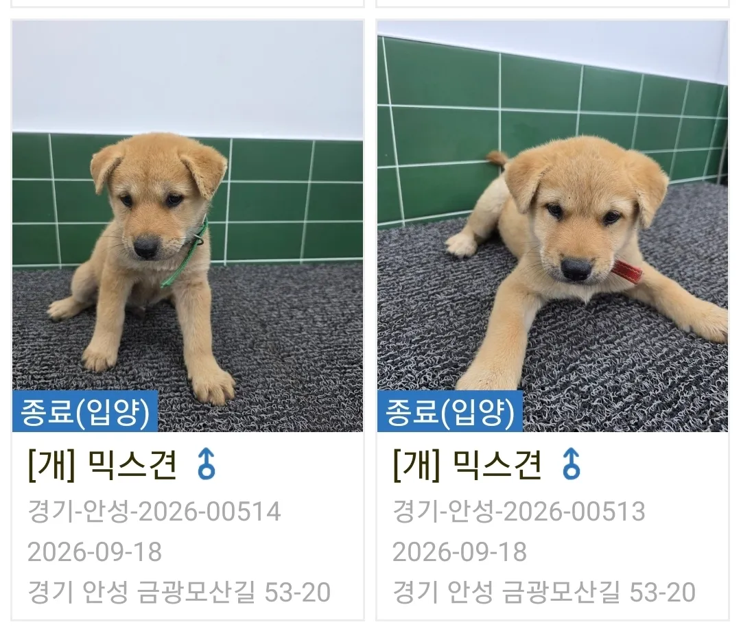 구조해 교육 중인 2개월 반 진도믹스 형제, 입양 가족을 찾아요 (5)