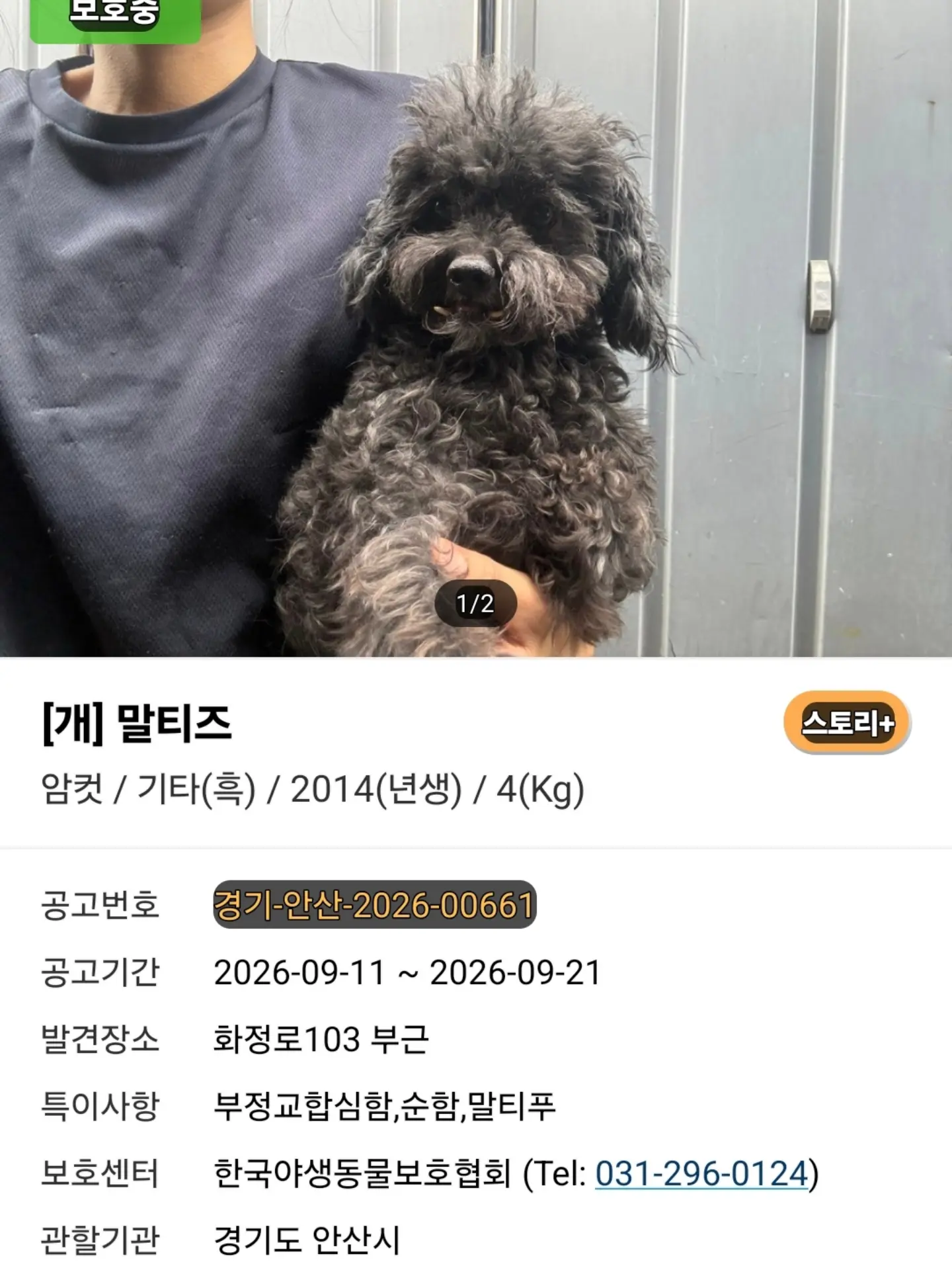 과천시 공고 중인 2017년생 말티즈, 도와주세요 (2)