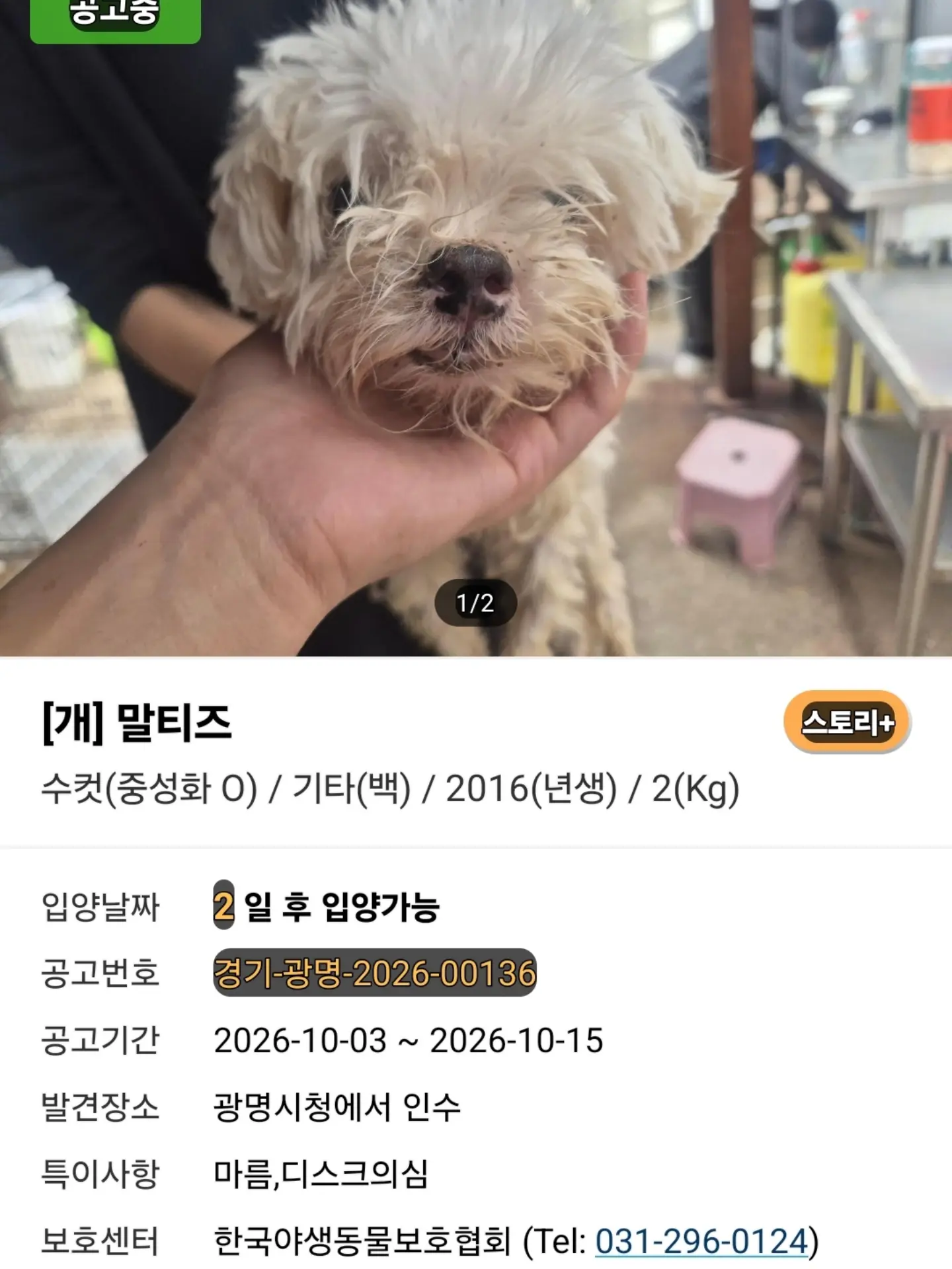 과천시 공고 중인 2017년생 말티즈, 도와주세요 (3)