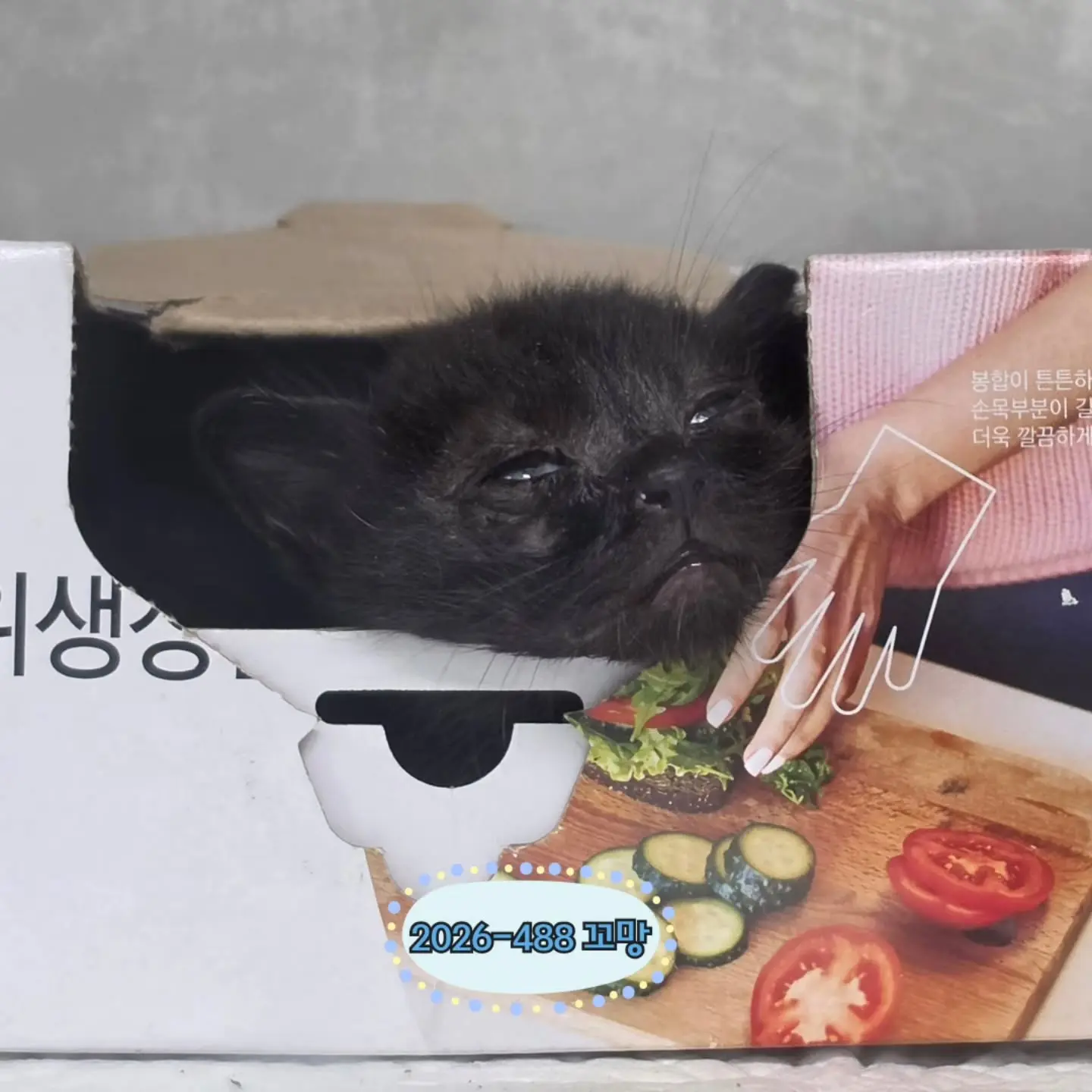 수원시 동물보호센터 아기 고양이들, 입양 문의 받아요 (5)