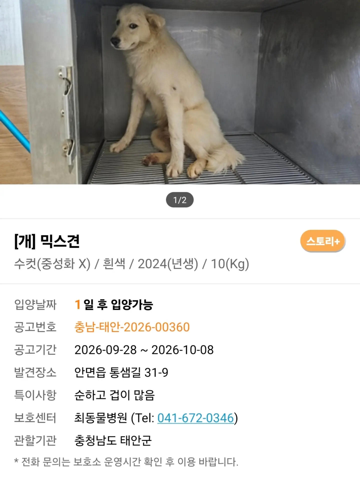 점잖고 귀티 나는 태안 방치견, 입양과 구조를 기다려요 (2)
