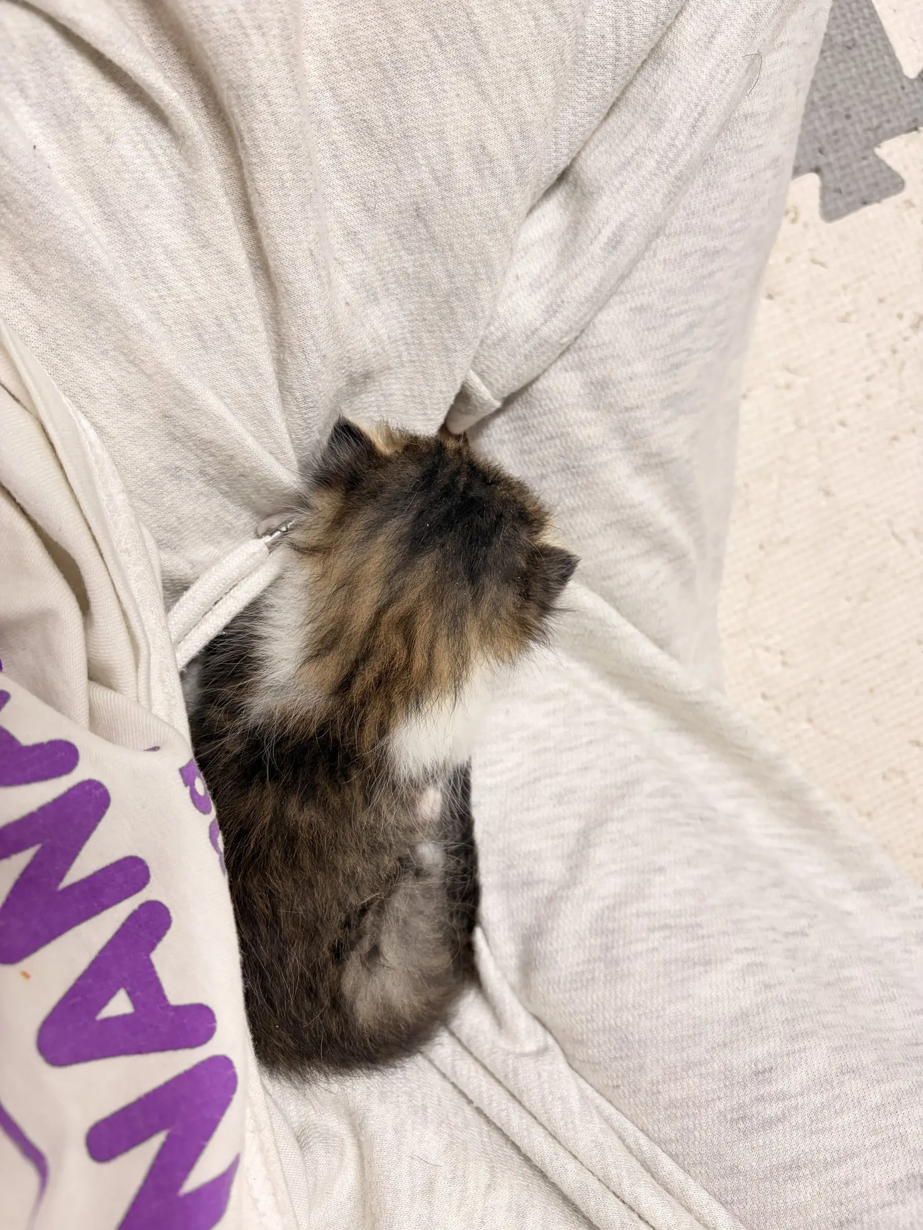 임보 중인 한 달 된 아기 고양이 조랭이, 키워 주실 분 찾아요 (2)