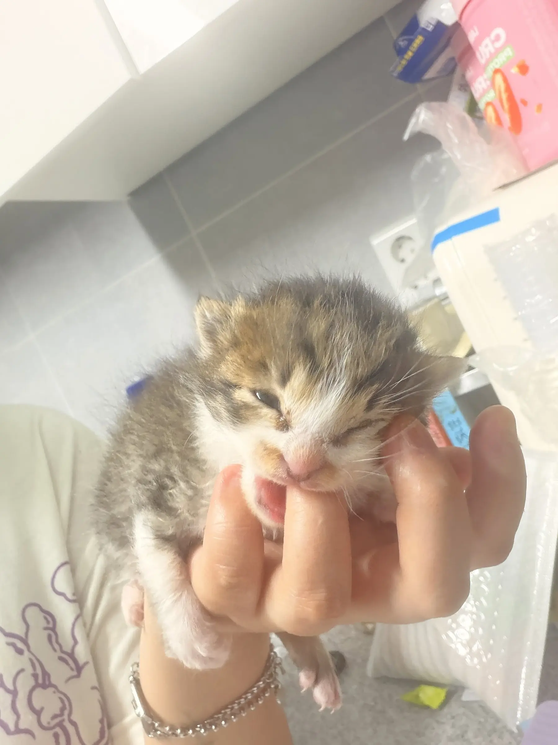 임보 중인 한 달 된 아기 고양이 조랭이, 키워 주실 분 찾아요 (3)