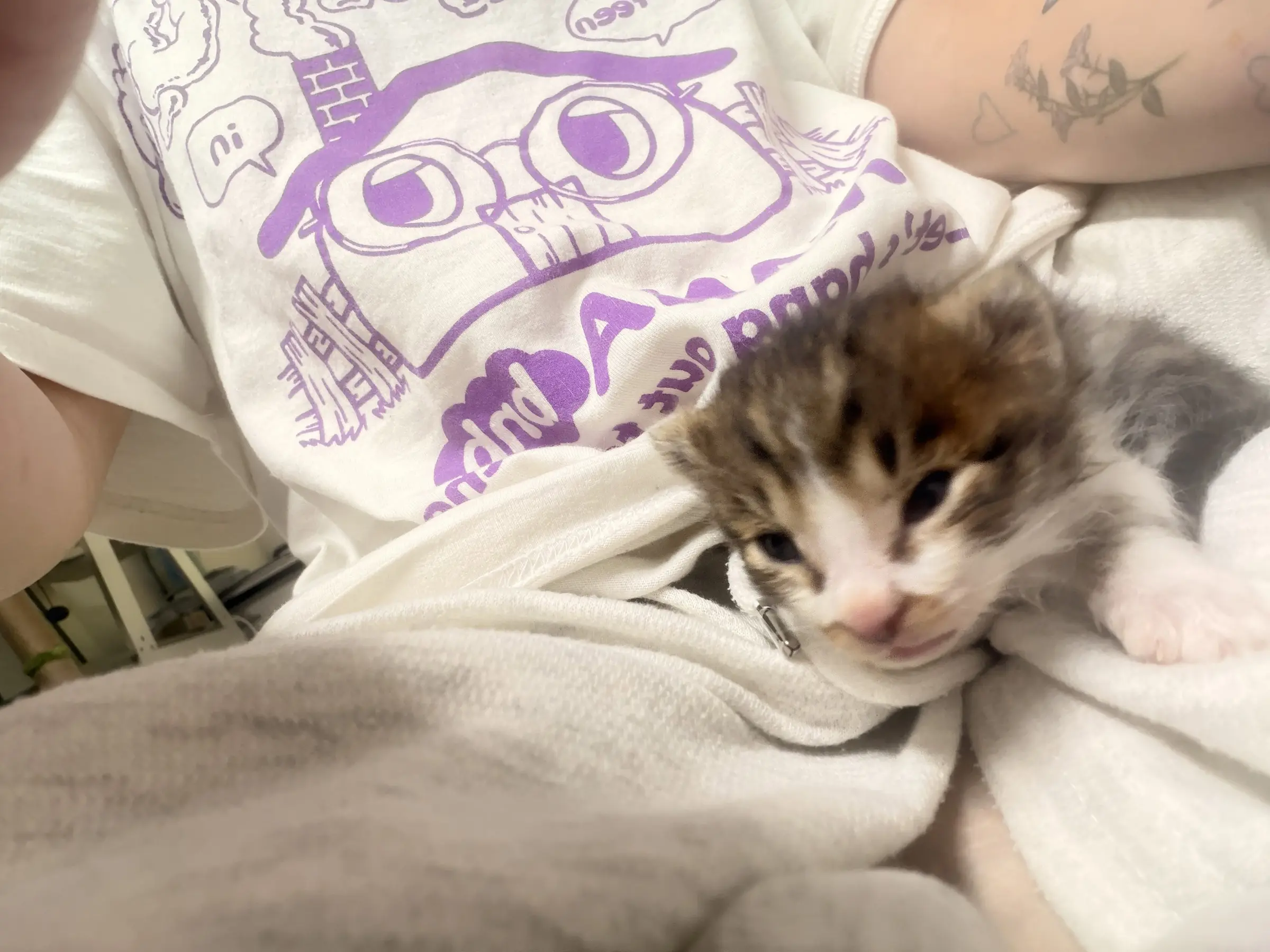 임보 중인 한 달 된 아기 고양이 조랭이, 키워 주실 분 찾아요 (4)