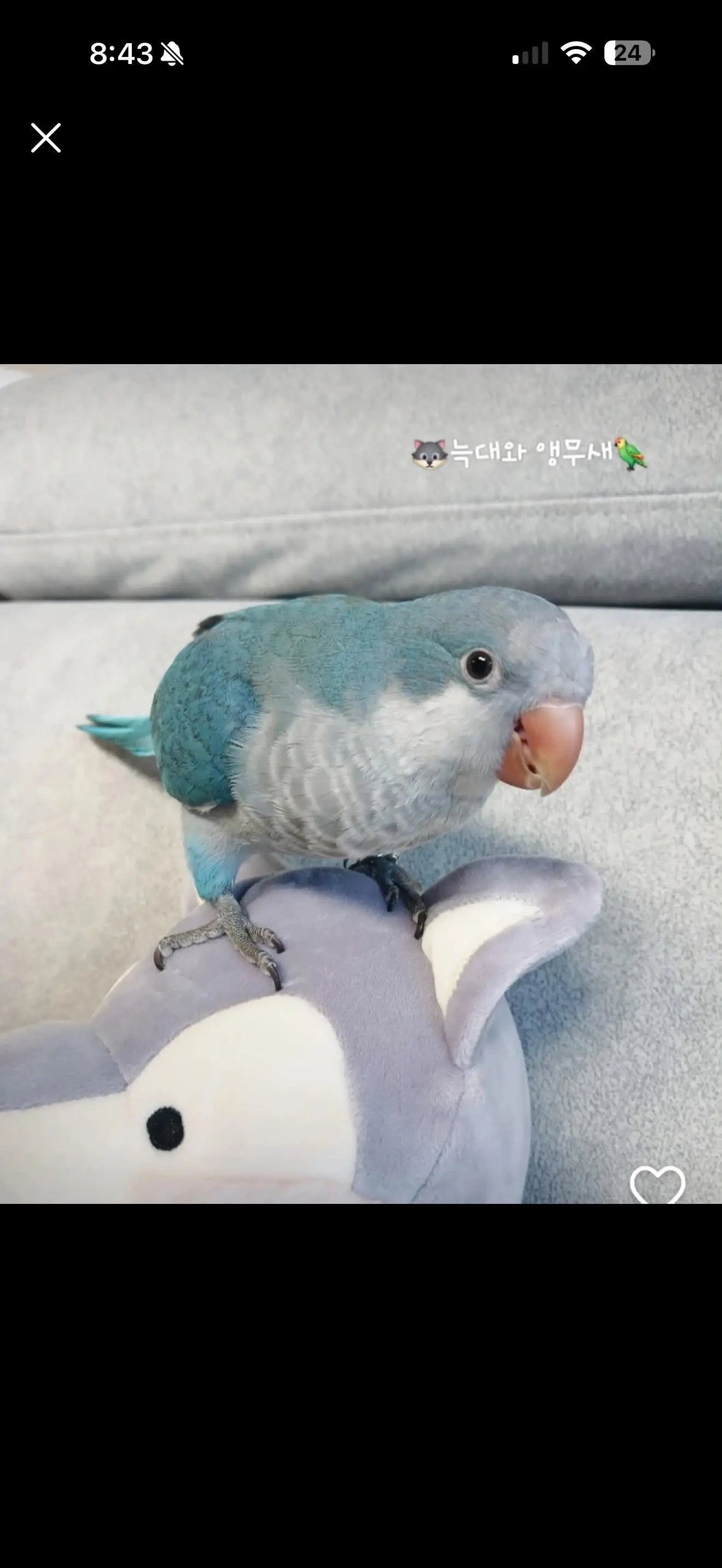 부산 동래구 온천동에서 앵무새 소다를 잃어버렸어요
