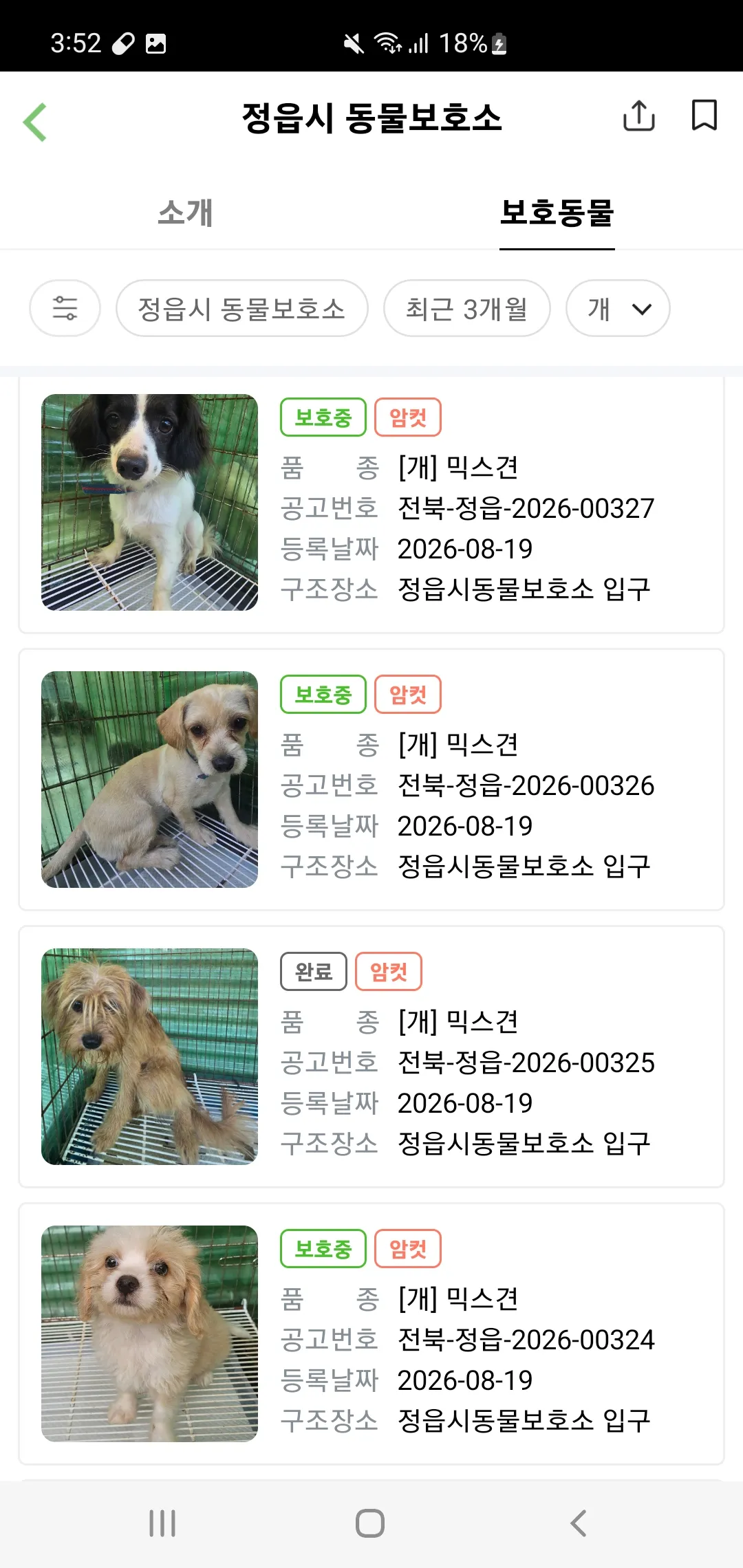 정읍시 보호소 앞에 한꺼번에 버려진 강아지 8마리에게 관심을 (2)