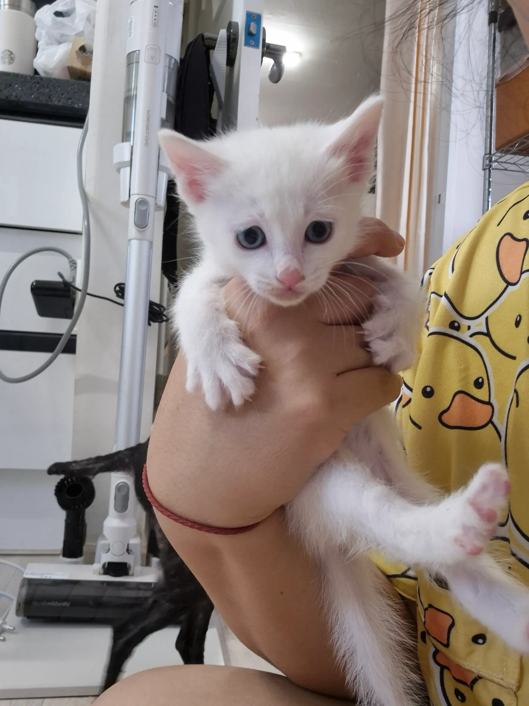 호기심 많은 파란 눈 아기 고양이 봄이의 평생 가족을 찾아요