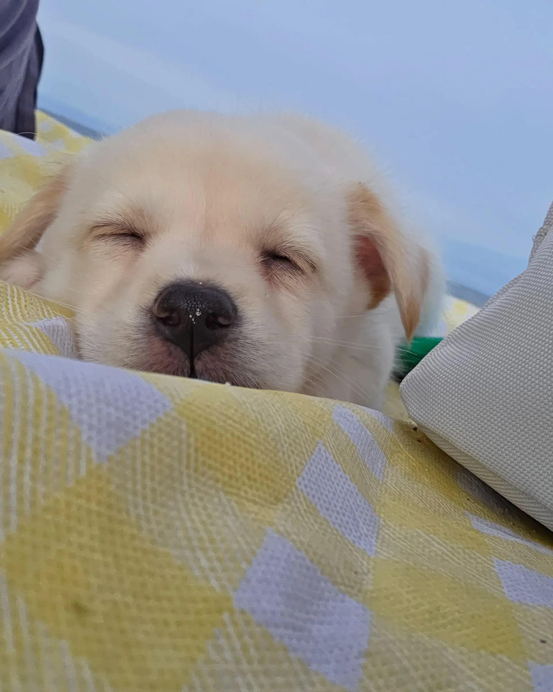 8월생 1.7kg 아기 강아지 이로, 평생 가족을 찾아요 (5)