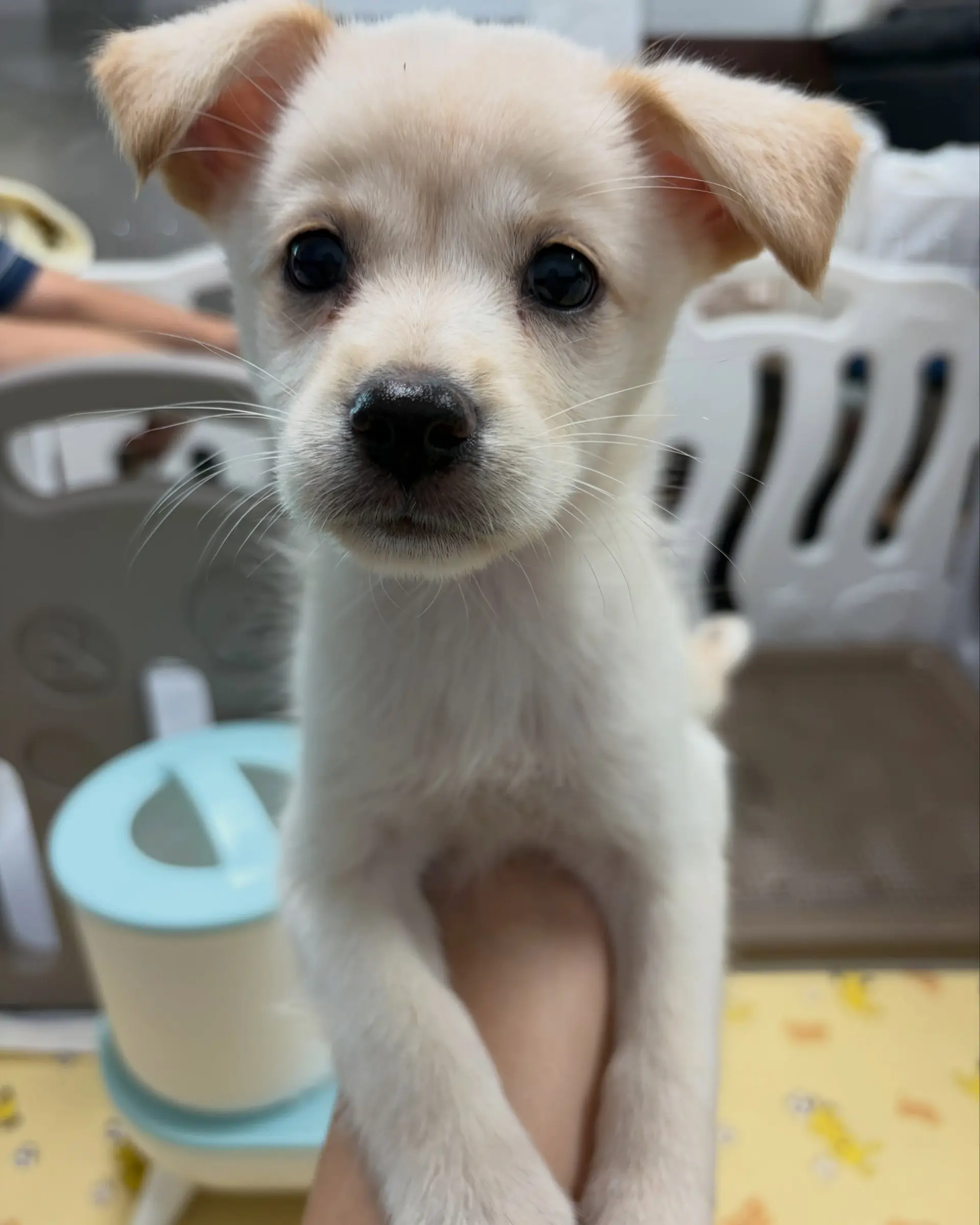 8월생 1.7kg 아기 강아지 이로, 평생 가족을 찾아요 (6)