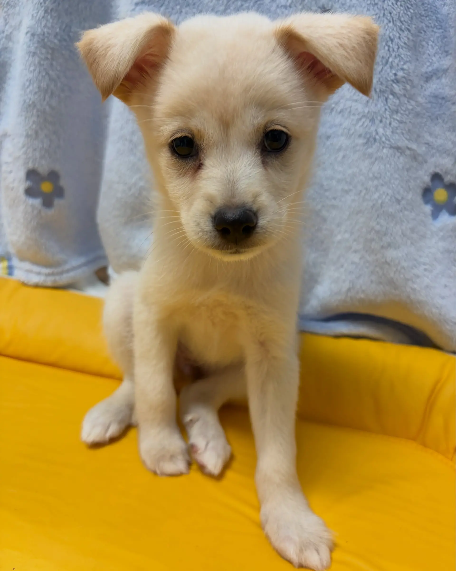 8월생 1.7kg 아기 강아지 이로, 평생 가족을 찾아요 (7)