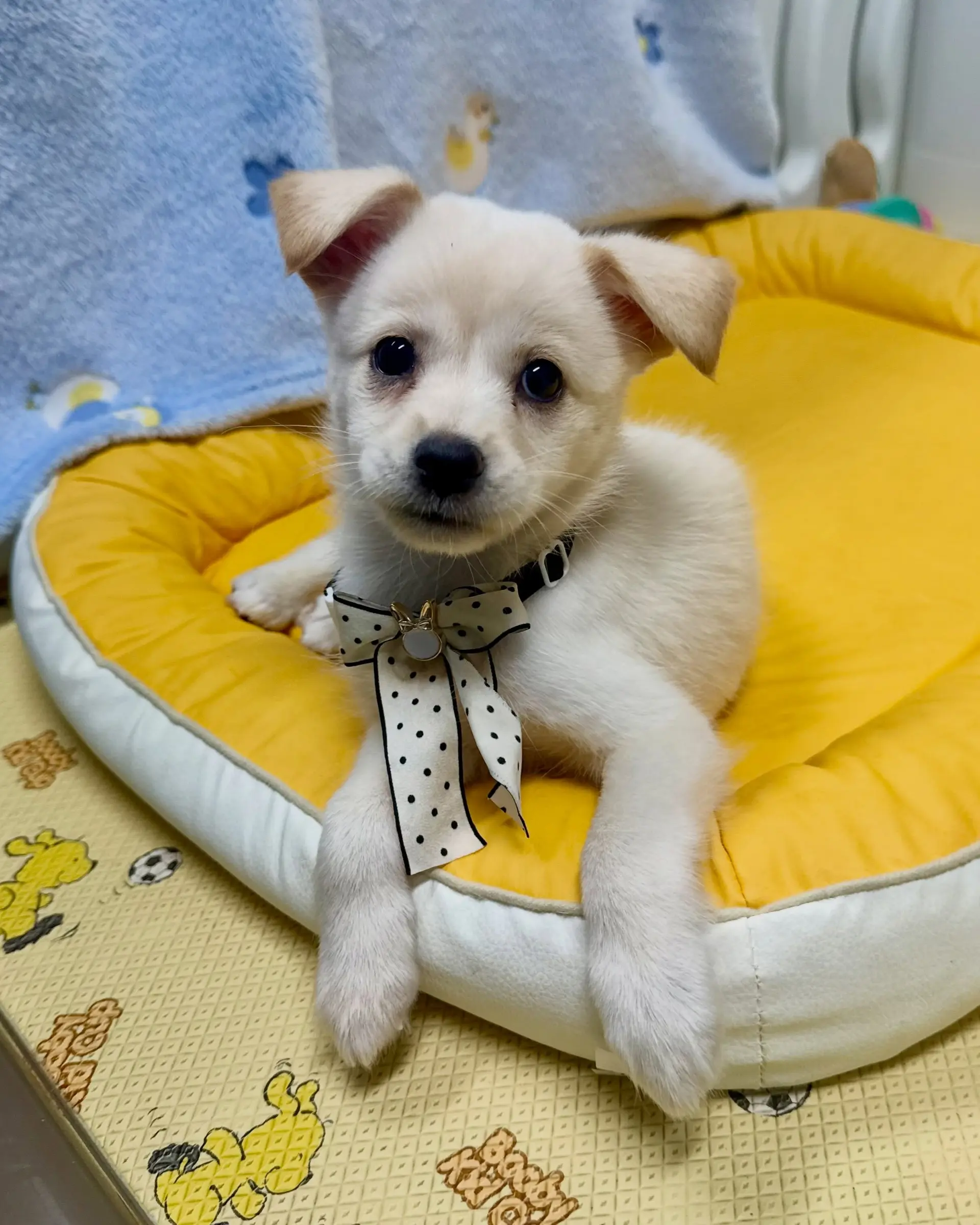 8월생 1.7kg 아기 강아지 이로, 평생 가족을 찾아요 (8)