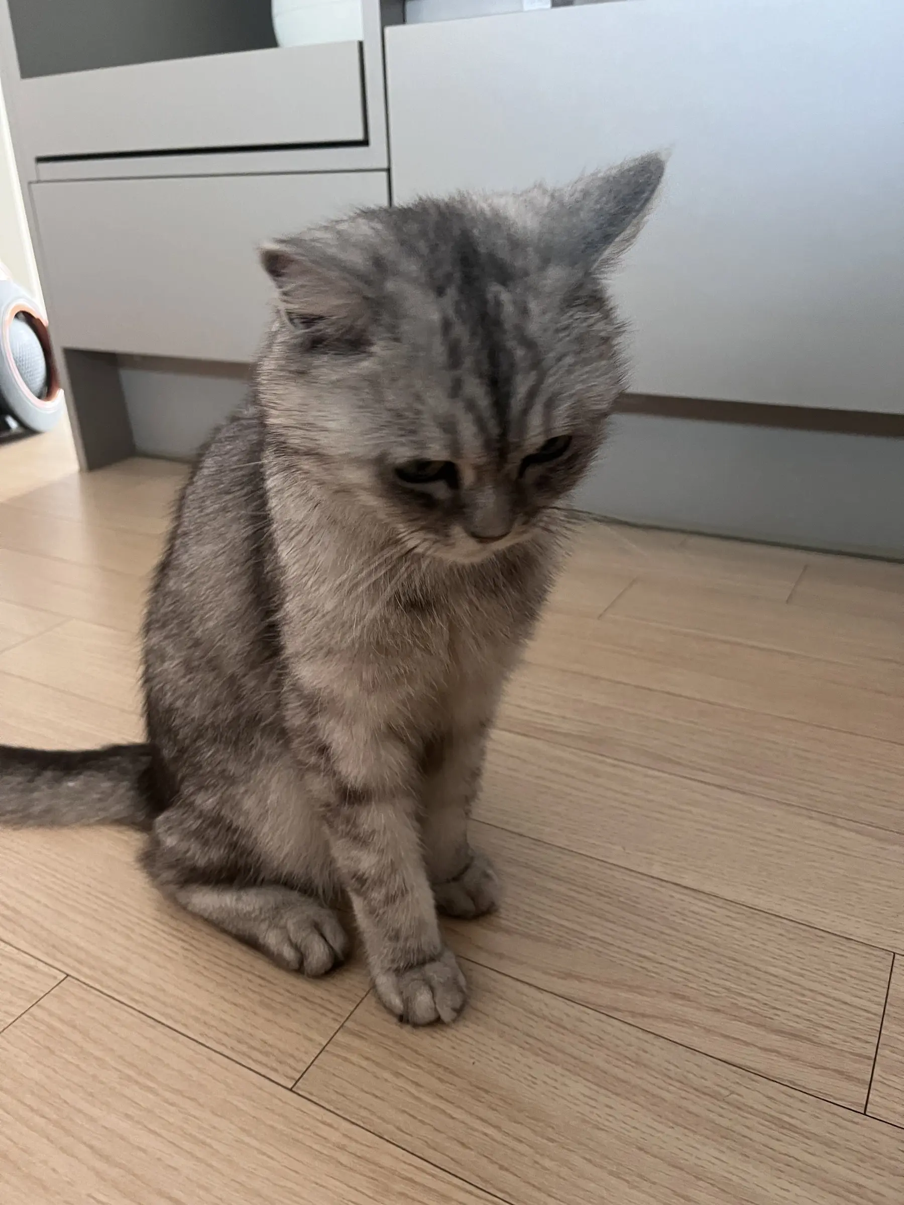 너무 귀엽고 착한 은색 태비 고양이, 엄빠를 찾아요 (2)