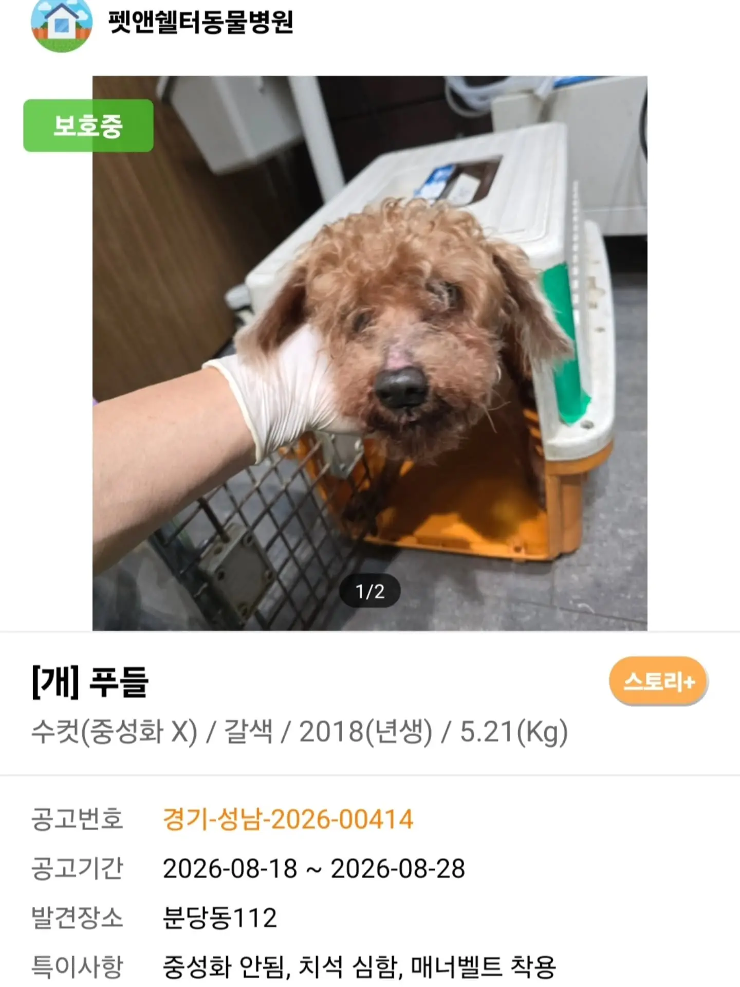 안락사를 앞둔 문의 0건 8살 푸들, 사람만 보면 우는 아이의 가족을 찾아요 (3)