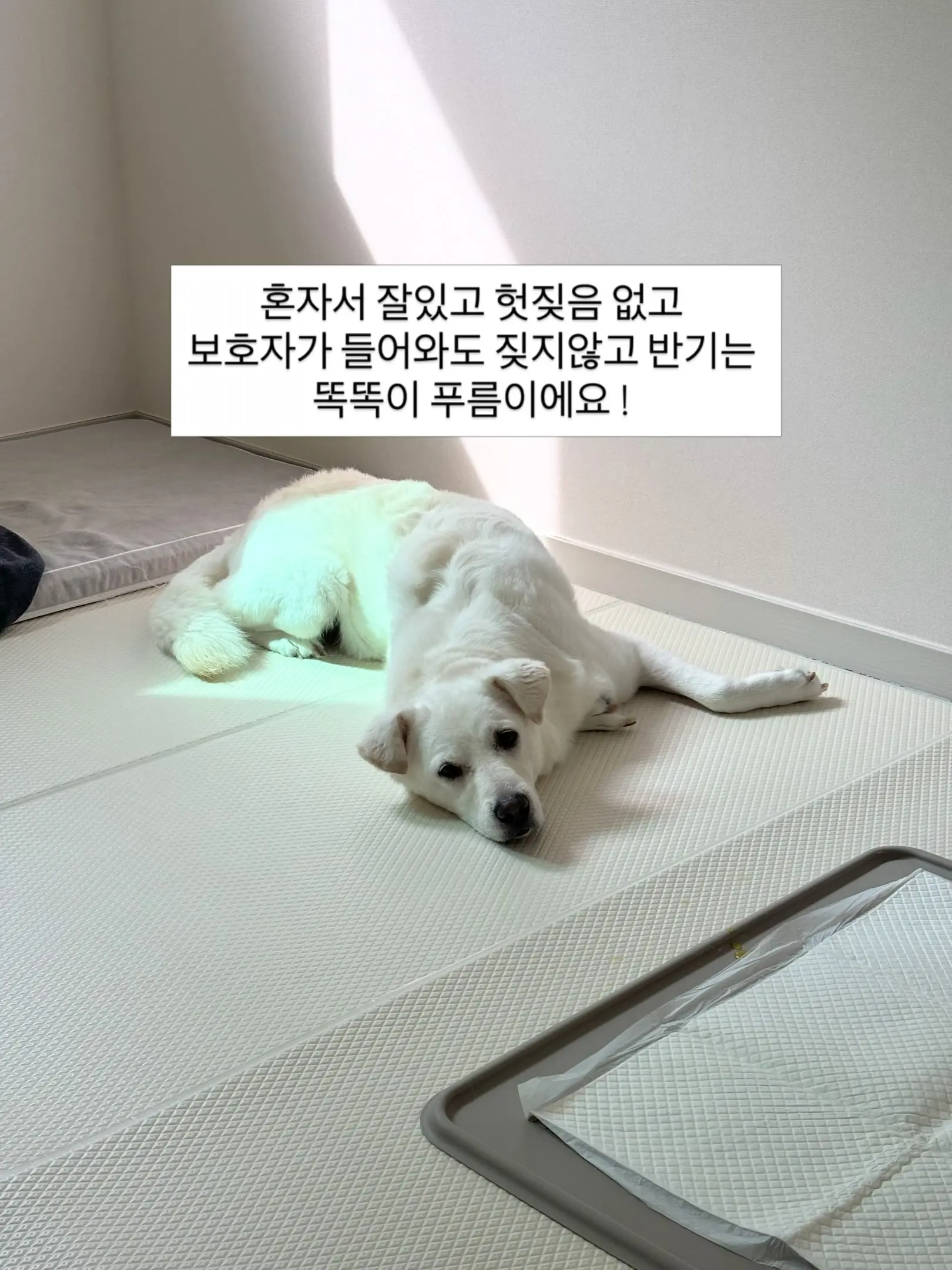 공놀이 좋아하는 하얀 강아지 푸름이, 함께할 임보·가족을 찾아요 (2)