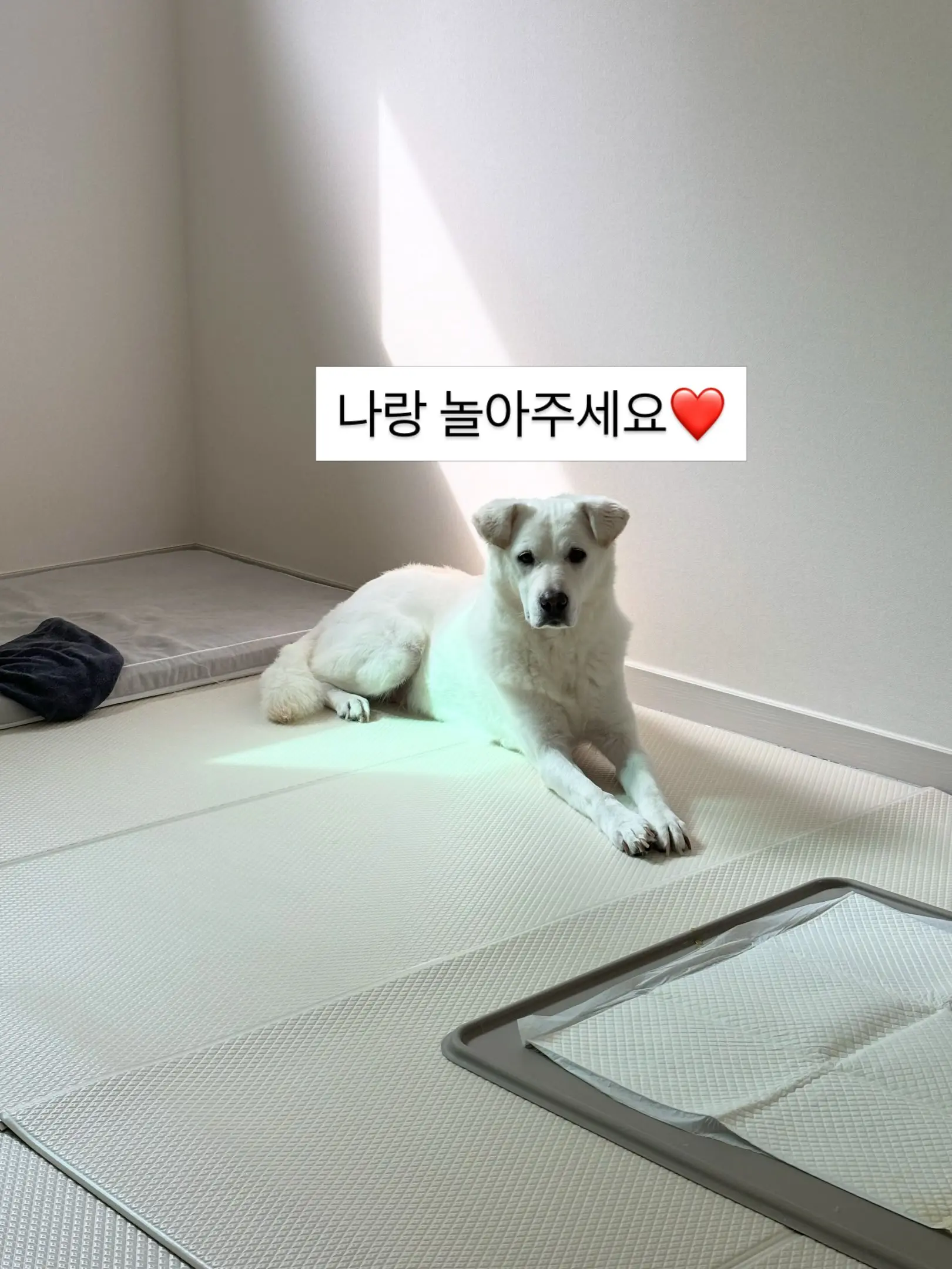 공놀이 좋아하는 하얀 강아지 푸름이, 함께할 임보·가족을 찾아요 (3)