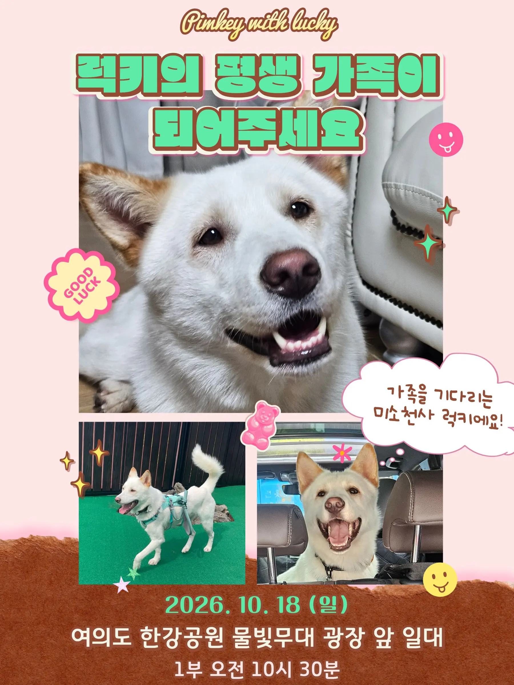 10월 18일 여의도 입양 행사에 나오는 23kg 사랑둥이 럭키