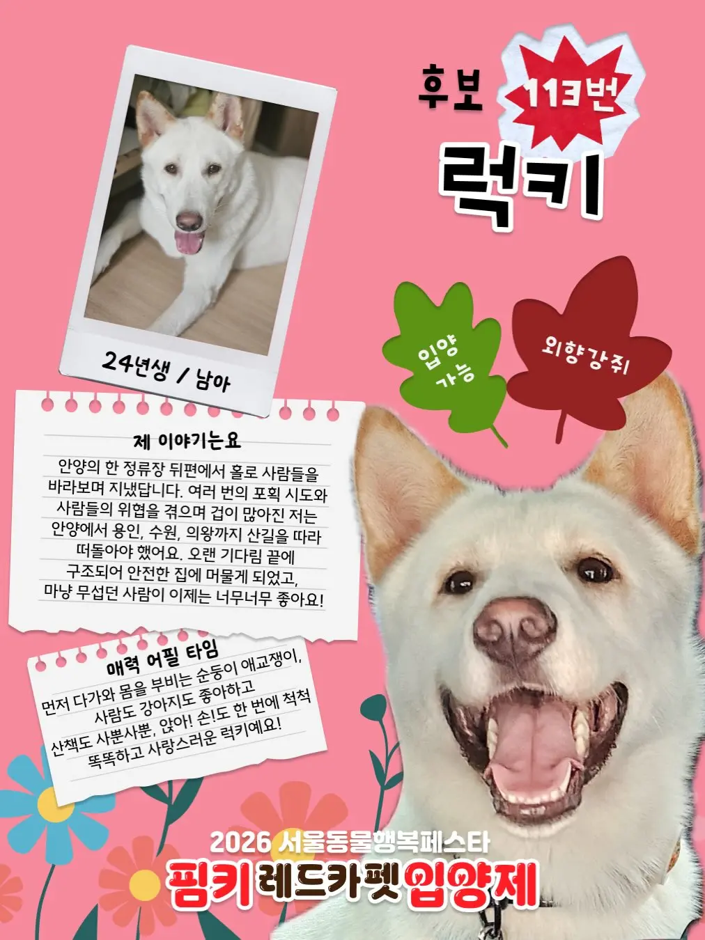 10월 18일 여의도 입양 행사에 나오는 23kg 사랑둥이 럭키 (2)