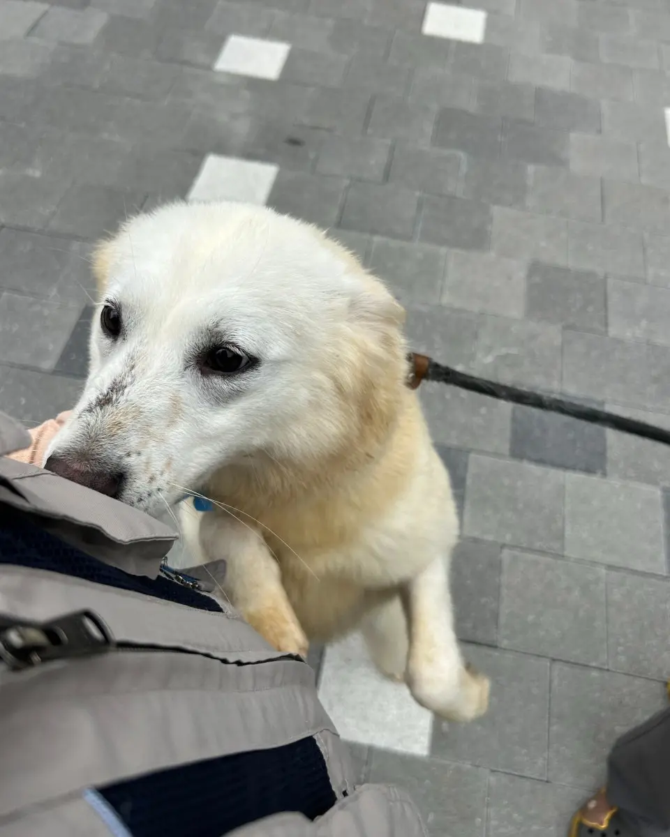 11월 30일 출국 전까지 머물 곳이 필요한 1살 수성이, 임보처를 찾아요 (2)