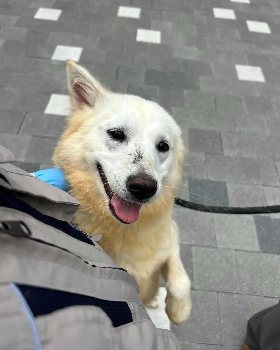 11월 30일 출국 전까지 머물 곳이 필요한 1살 수성이, 임보처를 찾아요 (4)