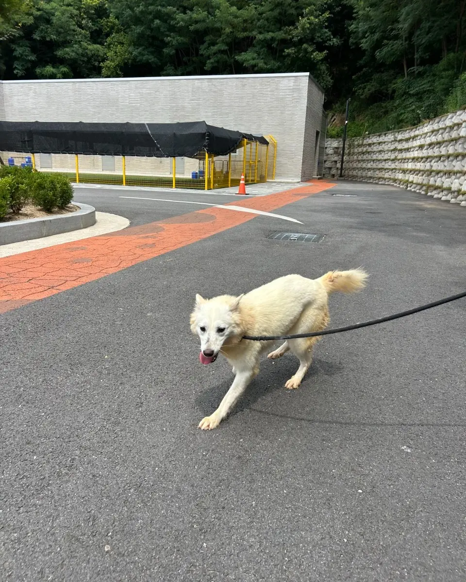11월 30일 출국 전까지 머물 곳이 필요한 1살 수성이, 임보처를 찾아요 (6)