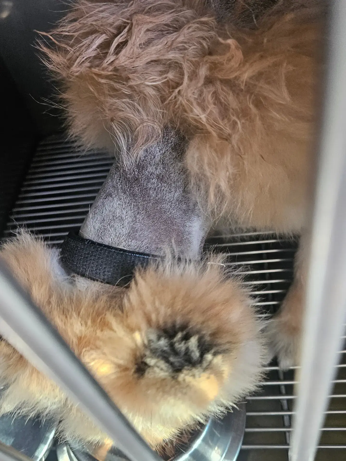 피부병 치료 중인 작고 귀여운 태안 방치견, 입양·구조를 기다려요 (2)