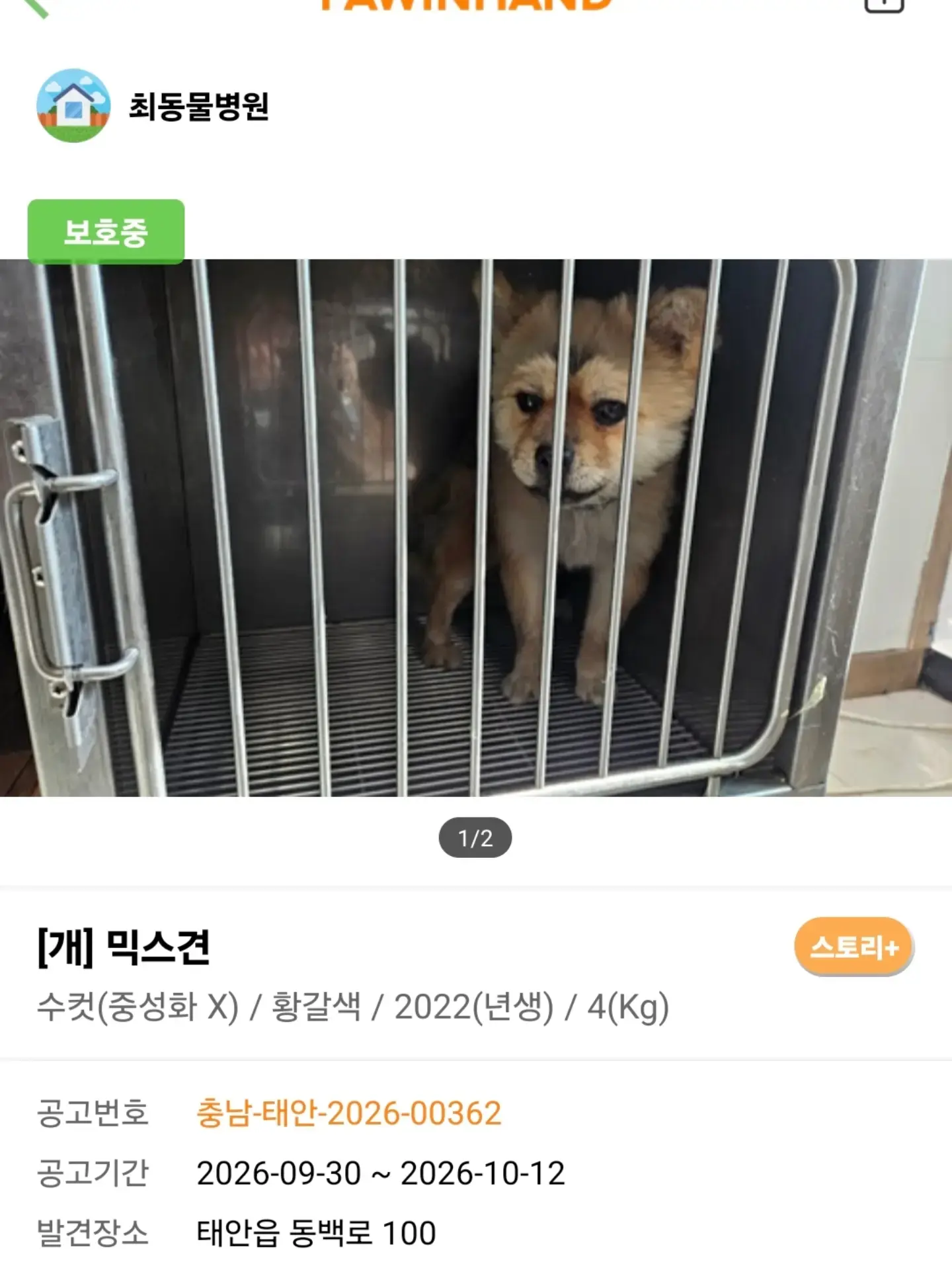 피부병 치료 중인 작고 귀여운 태안 방치견, 입양·구조를 기다려요 (3)