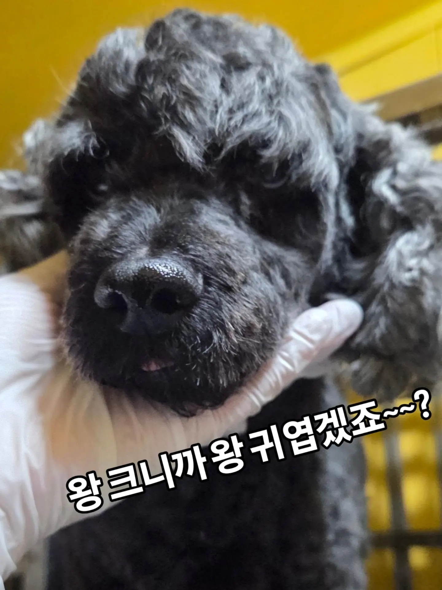 안락사를 앞둔 칩 있는 4살 코카스파니엘 남아, 문의 0건이에요 (2)