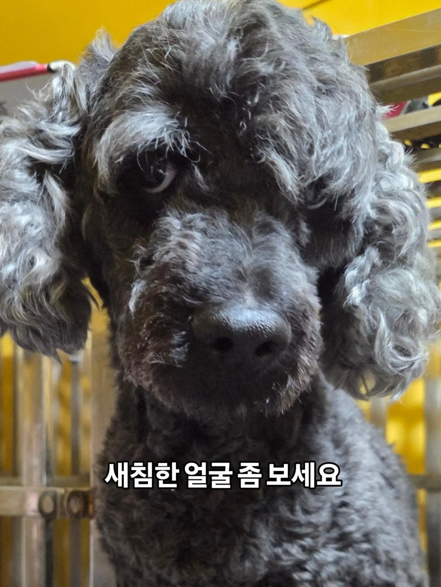 안락사를 앞둔 칩 있는 4살 코카스파니엘 남아, 문의 0건이에요 (3)