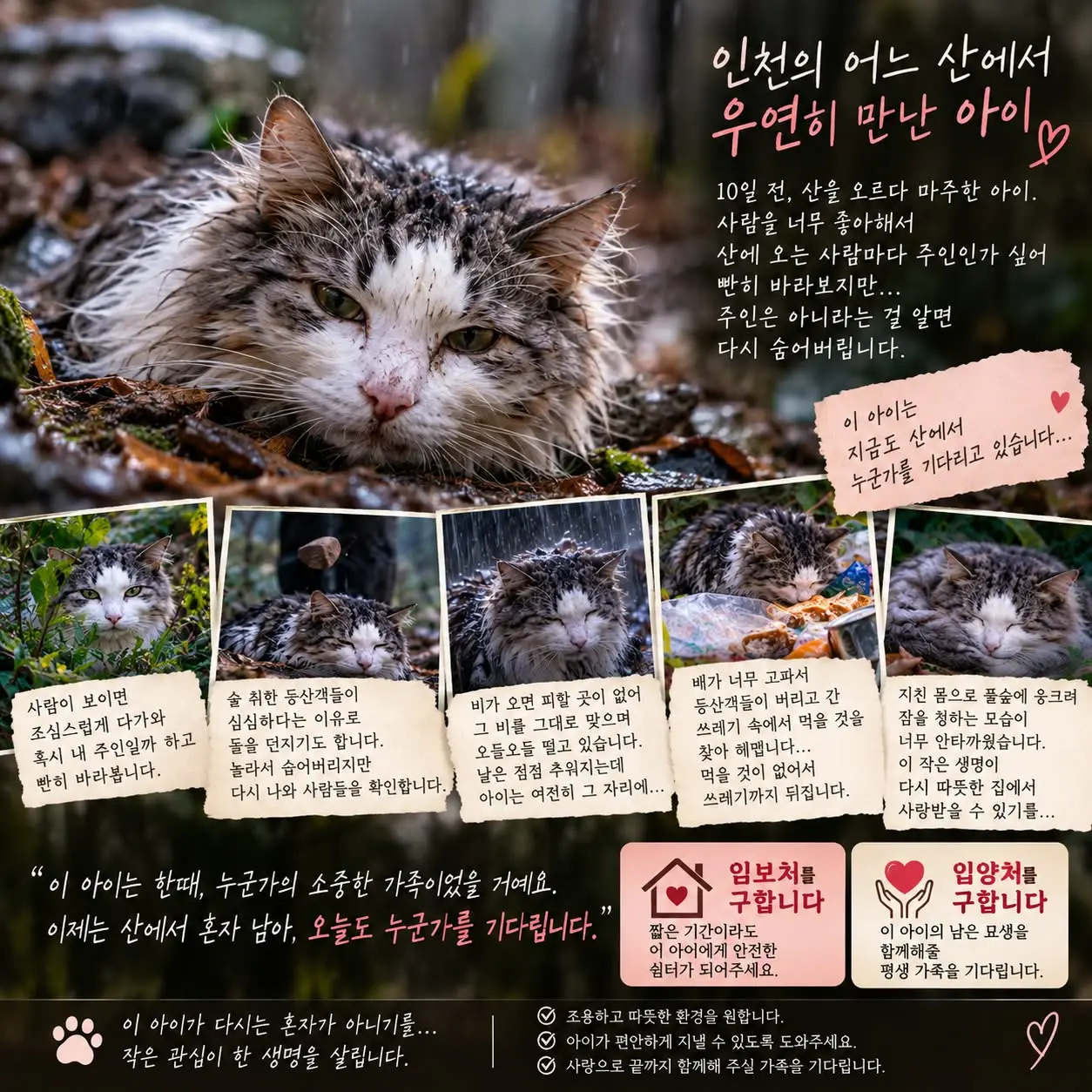 인천의 산에 버려진 듯한 노르웨이숲 고양이, 구조자와 임보처를 찾아요 (2)