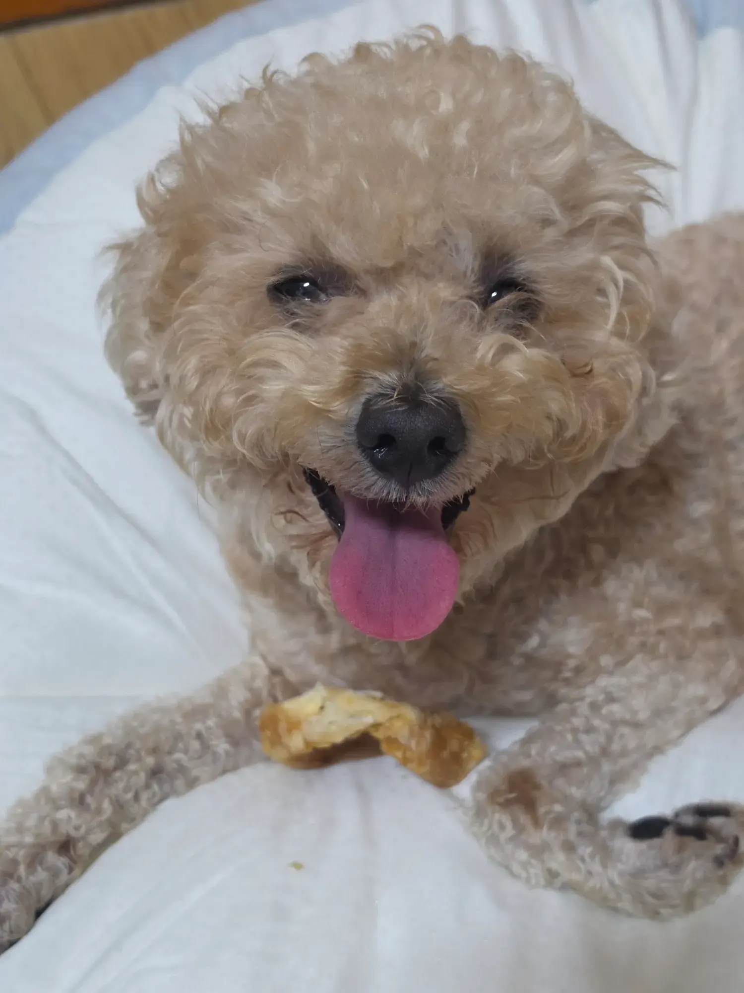 산책을 사랑하는 3살 푸들 화평이, 임보·입양처를 구해요