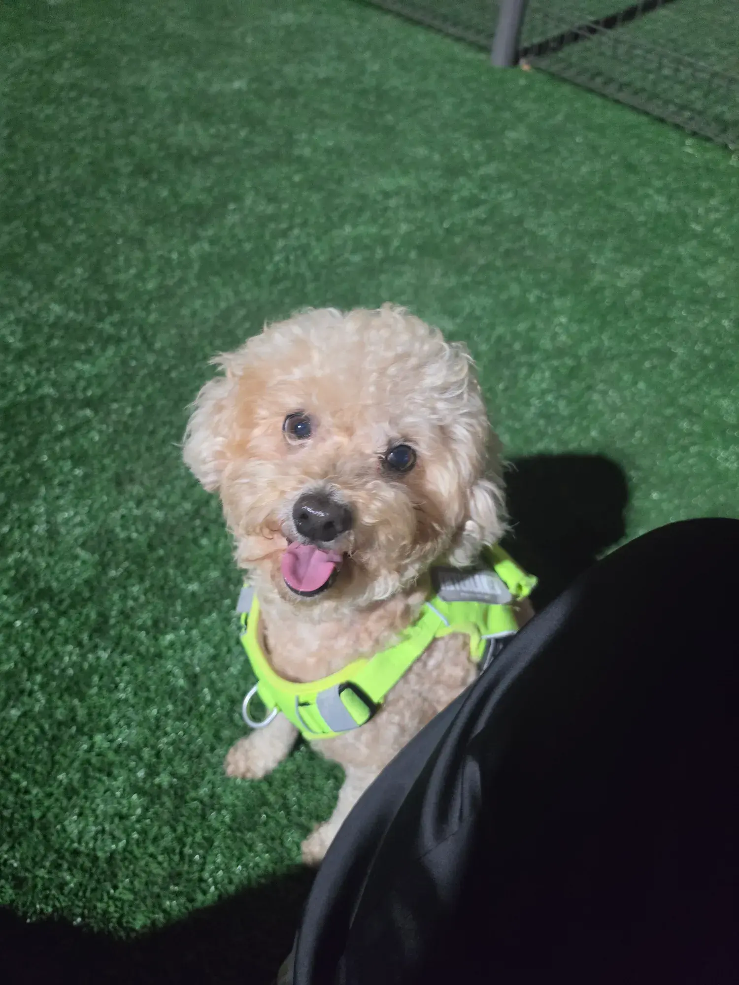 산책을 사랑하는 3살 푸들 화평이, 임보·입양처를 구해요 (4)
