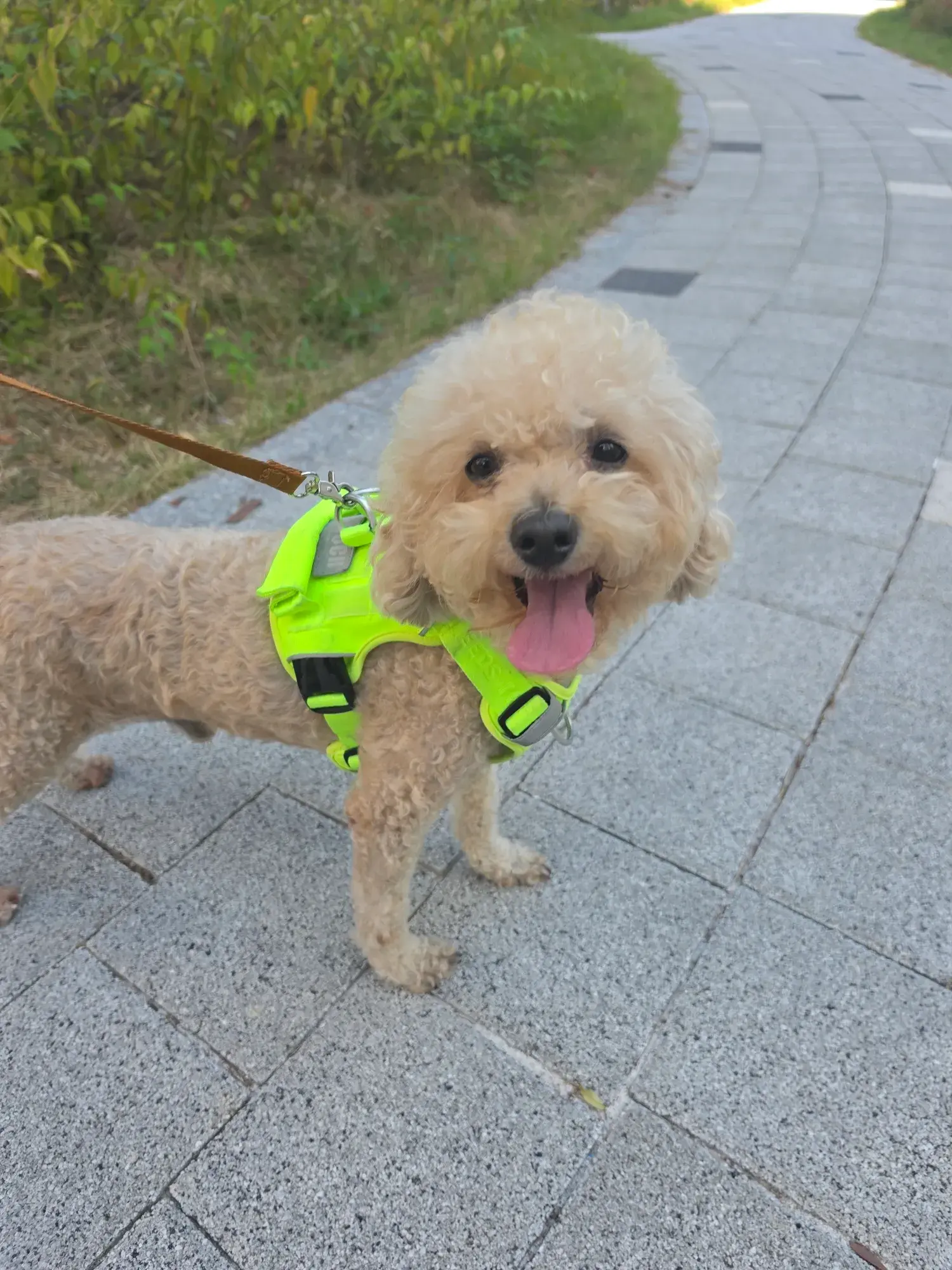 산책을 사랑하는 3살 푸들 화평이, 임보·입양처를 구해요 (7)